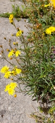Senecio madagascariensis