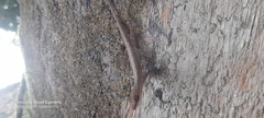 Anolis gaigei
