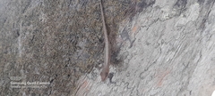 Anolis gaigei