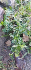 Lepidium bipinnatifidum