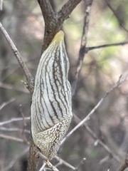 Elisolimax flavescens