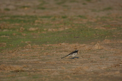 Motacilla maderaspatensis