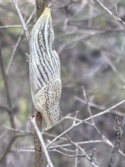Elisolimax flavescens