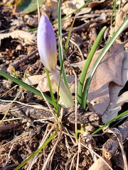 Crocus carpetanus
