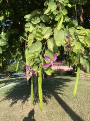 Bauhinia purpurea