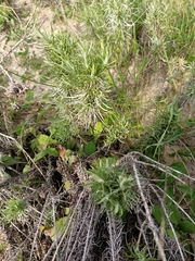 Helichrysum italicum