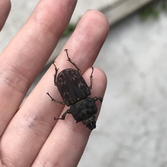Ryssonotus nebulosus