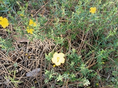 Cistus calycinus