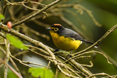 Myioborus melanocephalus