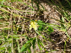 Lotononis umbellata