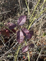 Bignonia capreolata