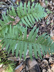 Dryopteris ludoviciana