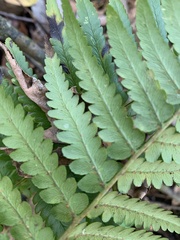 Dryopteris ludoviciana