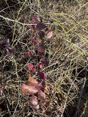 Bignonia capreolata