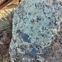 Caliciaceae