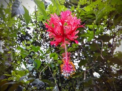 Hibiscus schizopetalus