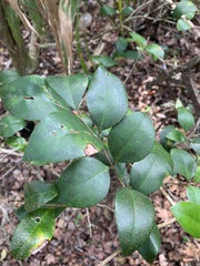 Ligustrum japonicum