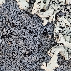Caliciaceae