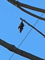 Thyridopteryx ephemeraeformis