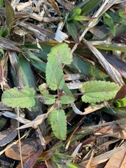 Stachys floridana