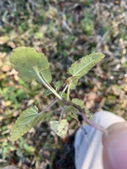 Stachys floridana