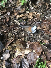 Garrulax leucolophus