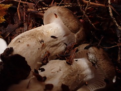 Hygrophorus