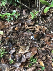 Garrulax leucolophus