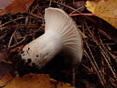 Hygrophorus