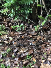 Garrulax leucolophus