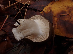 Hygrophorus
