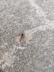 Apterygida albipennis