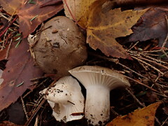 Hygrophorus