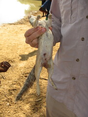 Euxerus erythropus