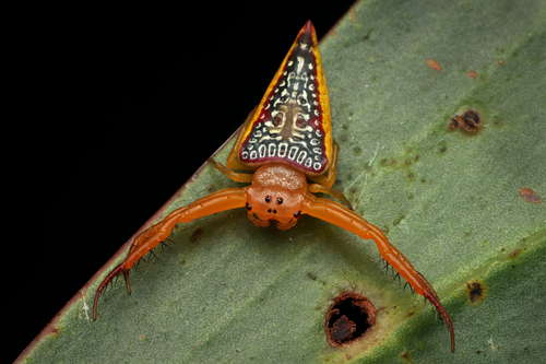 Photo of Walckenaer's Studded Triangular Spider (Arkys walckenaeri)