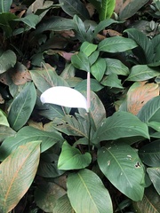 Spathiphyllum wallisii