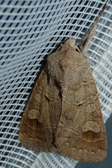 Ammoconia caecimacula