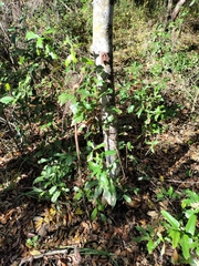 Quercus hemisphaerica