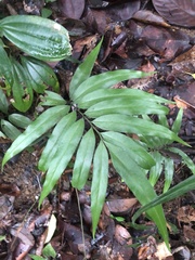 Taenitis blechnoides