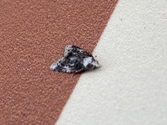 Platynota exasperatana