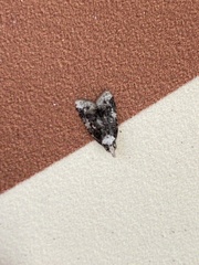 Platynota exasperatana