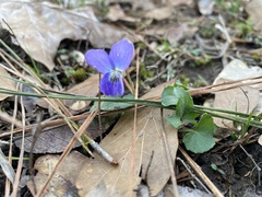 Viola sororia