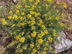 Coronilla