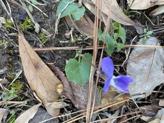 Viola sororia