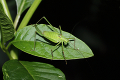 Leptophyes laticauda