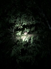 Steatornis caripensis