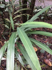 Alpinia zerumbet