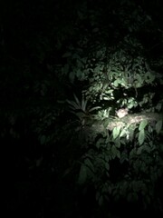 Steatornis caripensis