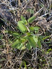 Stachys floridana