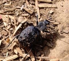 Cychrus tuberculatus